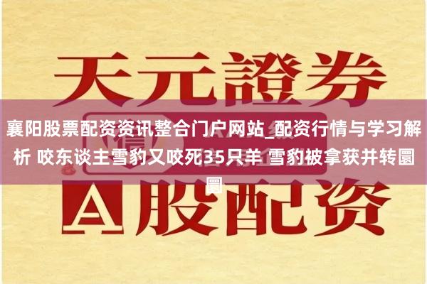 襄阳股票配资资讯整合门户网站_配资行情与学习解析 咬东谈主雪豹又咬死35只羊 雪豹被拿获并转圜